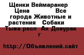 Щенки Веймаранер › Цена ­ 40 000 - Все города Животные и растения » Собаки   . Тыва респ.,Ак-Довурак г.